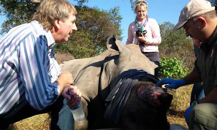 Amazing medical interventions to save some of the victims of rhino poaching